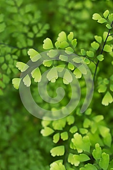 Macro detail of green leafs of a tropical plant