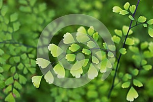 Makro z zelený listy z tropický rastlina 