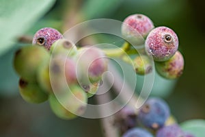 Macro detail of green and purple berries of a tropical plant