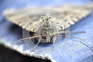 Macro detail of the head of Mormo maura, moth of the Noctuidae family.