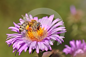 Bee collecting pollen from purple flower