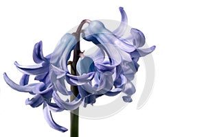 macro detail of hyacinth flower