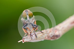 Macro detail image of a beautiful Robber Fly hanging on branches