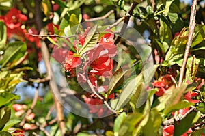 Japanese Quince Chaenomeles japonica photo
