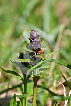Ladybug on wild flower