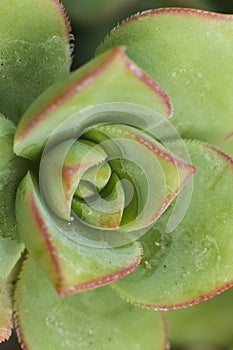 Macro detail of the leaves of succulent Aeonium Haworthia