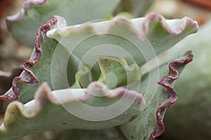 Macro detail of the leaves of succulent Cotyledon undulata