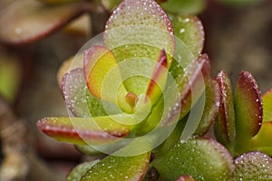 Macro detail of the leaves of succulent Crassula ovata minima