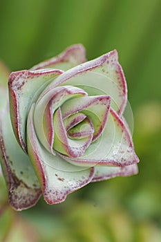 Macro detail of the leaves of succulent Crassula perforata aka String of buttons photo