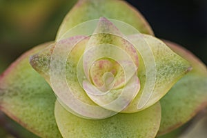 Macro detail of the leaves of succulent Crassula perforata variegata photo