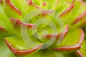 Macro detail of the leaves of succulent Sedeveria letizia