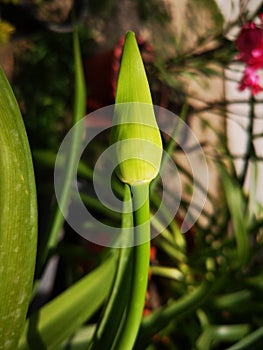 Lily of the Nile flower bud