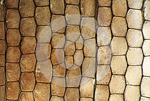 Macro, detail of lizard skin gecko, Phelsuma madagascariensis