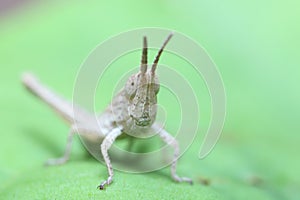 Macro detail of a locust face with green background.