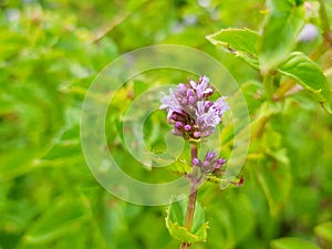 Macro detail of mint violet flower