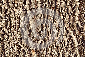 Macro detail of old aged beautiful oak maple tree bark barque. Natural wooden textured abstract tree background