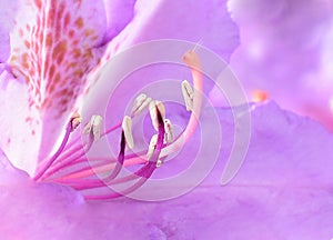 Macro detail of pestil inside a flower.