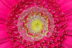 Macro detail of of a pink gerber flower