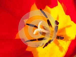 Macro detail of pistil and stamens of red and yellow cultivated tulip flower