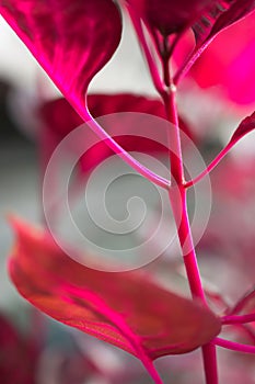 Macro detail of a purple tropical plant `iresine herbstii aureoreticulata`