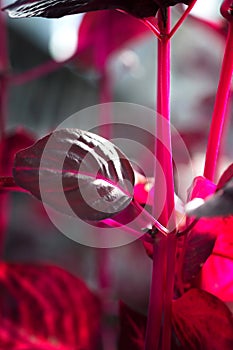 Macro detail of a purple tropical plant `iresine herbstii aureoreticulata`