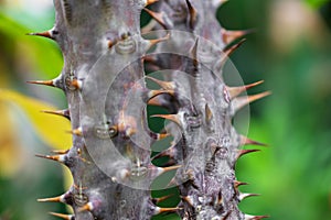 Macro detail of stem with spines of a tropical ground plant