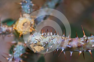 Macro detail of stem with spines of a tropical ground plant