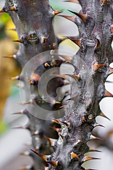 Macro detail of stem with spines of a tropical ground plant