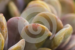 Macro detail of the succulent