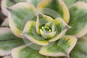 Macro detail of the succulent Aeonium sunburst