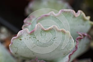 Macro detail of the succulent Cotyledon orbiculata