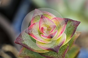 Macro detail of the succulent Crassula perforata variegata