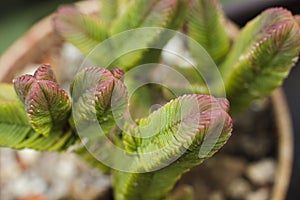 Macro detail of the succulent Crassula pyramidalis