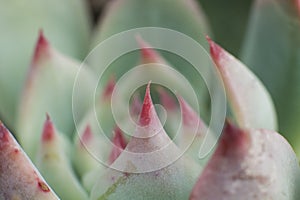 Macro detail of the succulent Echeveria