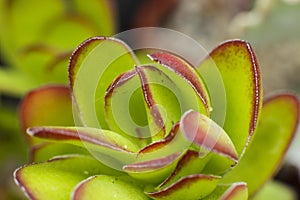 Macro detail of the leaves of succulent Crassula dejecta photo