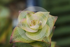 Macro detail of the leaves of succulent Crassula perforata variegata photo