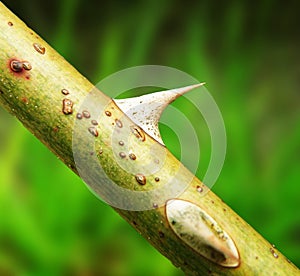 Macro detail of thorn