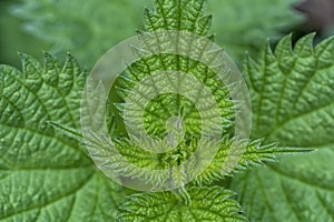 Macro detail of the tip of a nettle