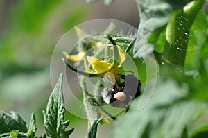 Tomato yellow flower and bumble bee