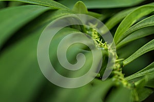 Macro detail of a tropical carnivorous plant