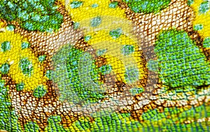 Macro, detail of a veiled chameleon skin and scales