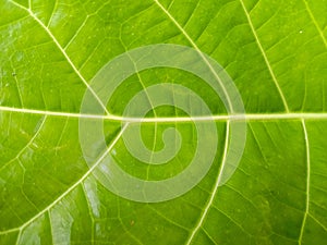 Macro detail of The Veins on the Leaf