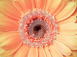 Macro detail of a vintage light pink color gerber flower