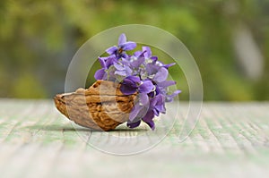 Violets in walnut shell photo