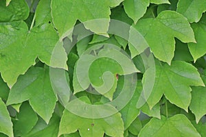 Macro detail of vividly green leaves photo