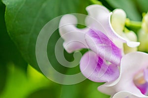 Macro detail of a white and purple tropical orchid