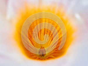 Macro Detail of Yellow Stamen and Pistil on White Flower