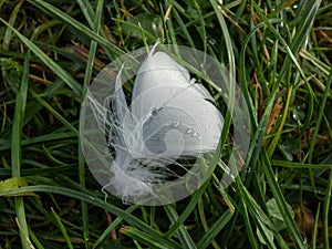 Macro of detailed, delicate, white singing bird feather among green grass straws on the ground in summer