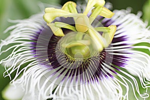 Macro detailed of a passion fruit flower