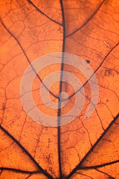 Macro details of autumn maple leaf through sunlight